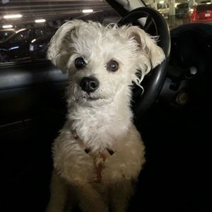 Meet your Posher, Cindy